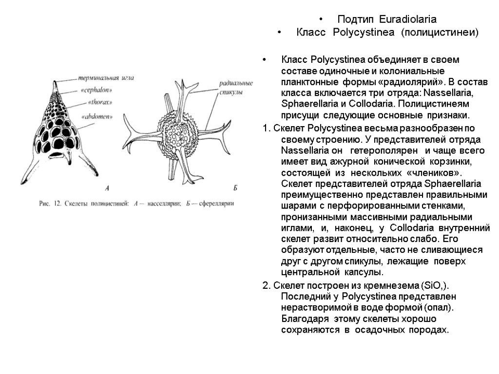 Подтип Euradiolaria Класс Polycystinea (полицистинеи) Класс Polycystinea объединяет в своем составе одиночные и колониальные